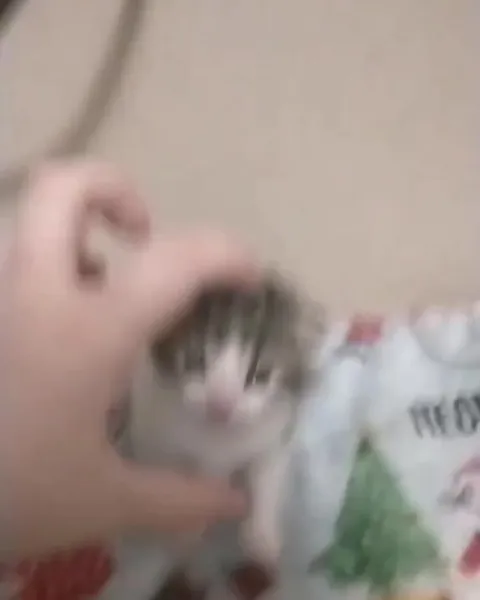 Screaming Kitten Gets Petted