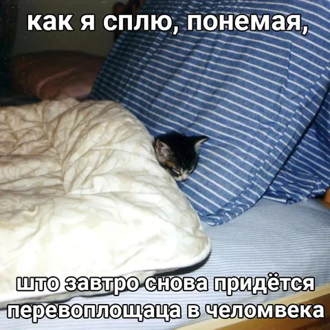 Кот ждёт перевоплощения в человека