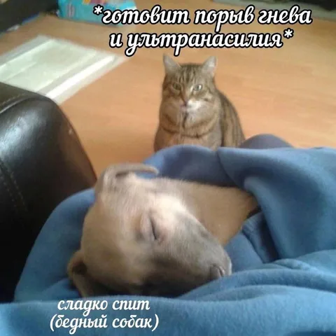 Кот готовит порцию гнева