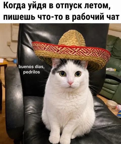 Кот в сомбреро пишет в чат