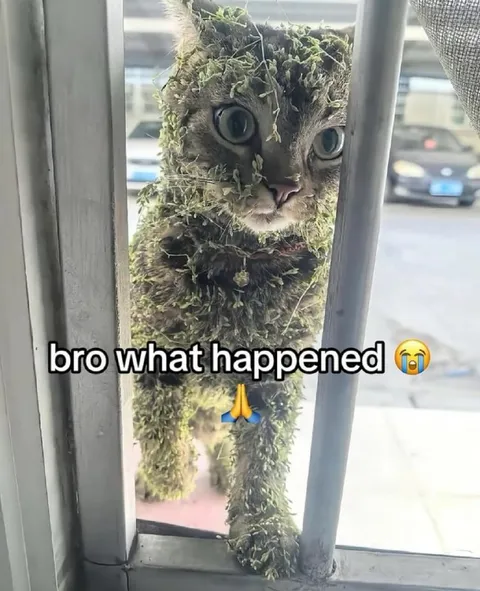 Moss-Covered Cat at the Window