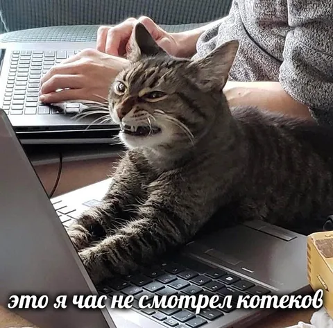 Кот не смотрел котеков час