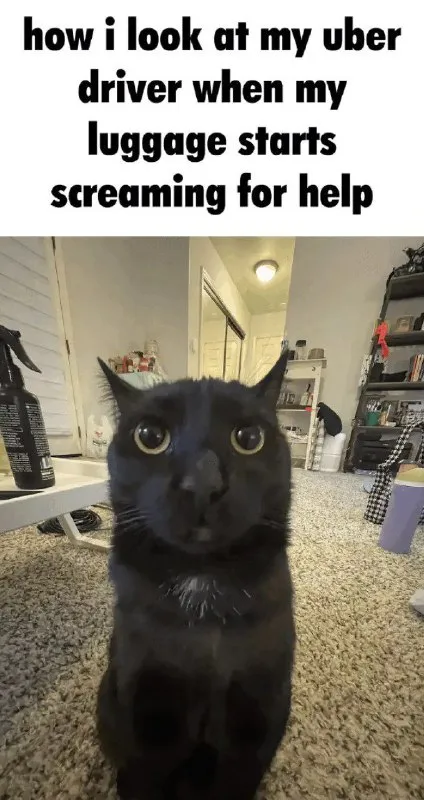 Cat Blames Uber Driver