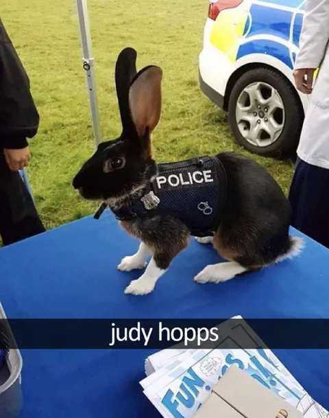 Judy Hopps Police Rabbit