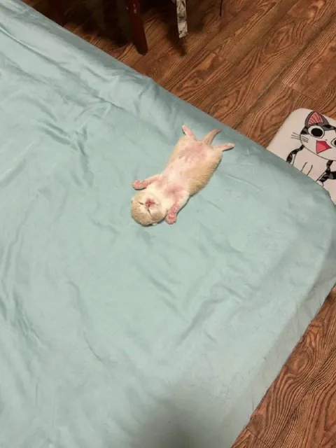 Котёнок лежит на кровати