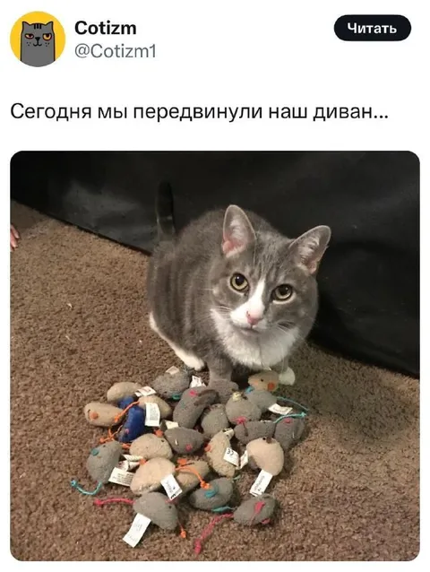 Передвинули диван и нашли мышей