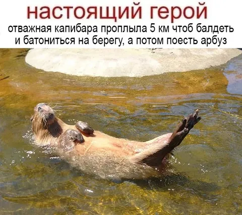 Отважная капибара на отдыхе