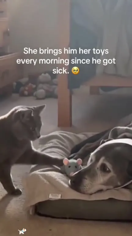Pets Being Ridiculously Affectionate