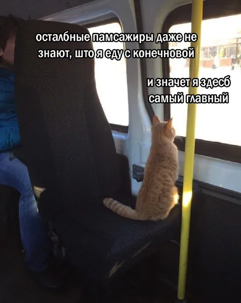 Кот едет с конечновой