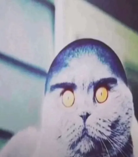Кот с жёлтыми глазами