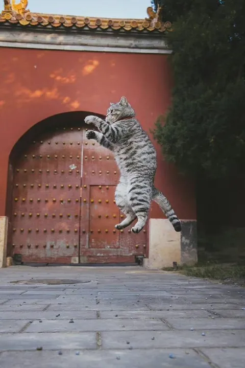 Кот, парящий у древних ворот
