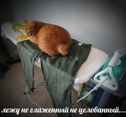 Кот лежит неглаженый и нецелованный