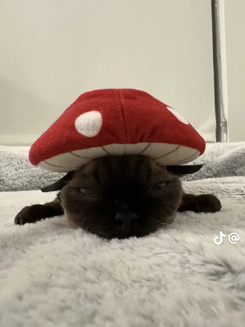 Кот под шляпой-грибом