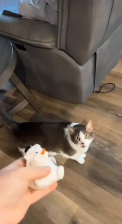 Кот кричит на игрушку