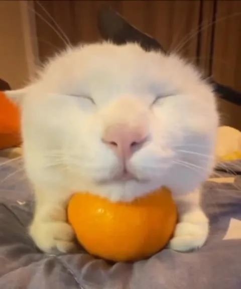 Кот обнимает мандарин