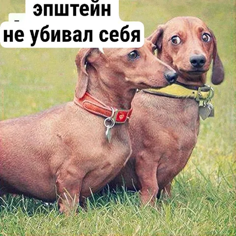 Такса не убивал себя