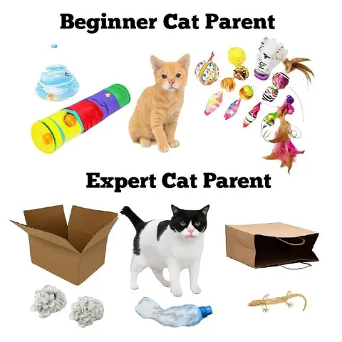Beginner Cat Parent vs Expert Cat Parent