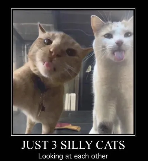 Just 3 Silly Cats