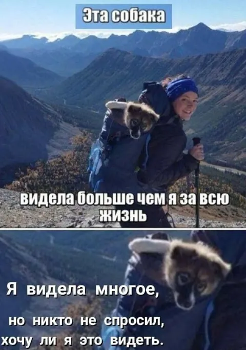 Собака видела больше меня
