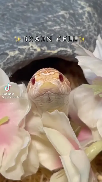 The Final Brain Cell Snake