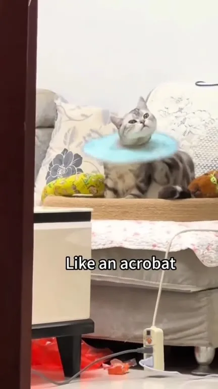 Cats Being Acrobatically Ridiculous
