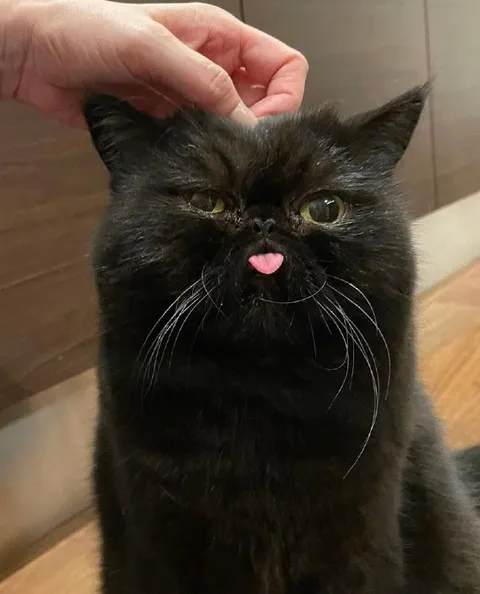 Кот с высунутым языком