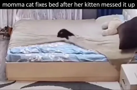 Momma Cat Fixes the Bed