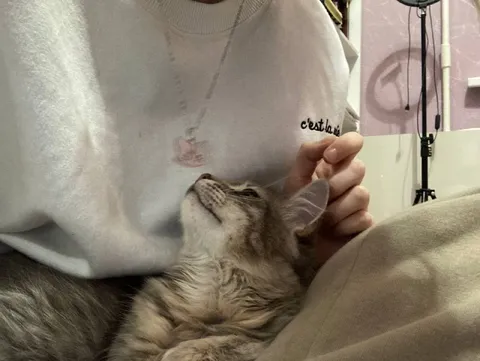 Chat blotti contre sa maîtresse