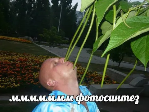 Фотосинтез вместо еды