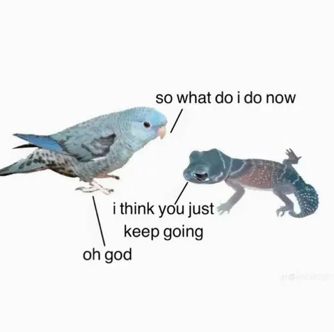Bird Asks What To Do Now