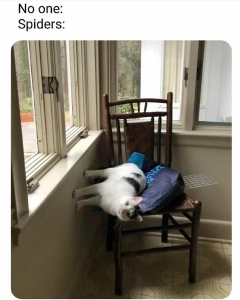 Spiders Do Whatever They Want