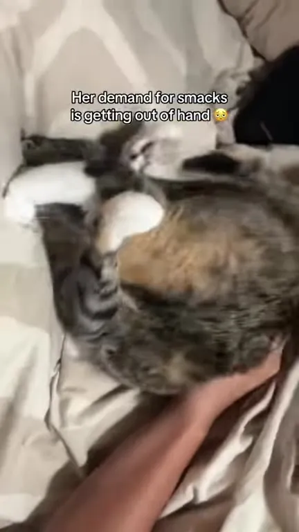 Cat's Demand for Smacks