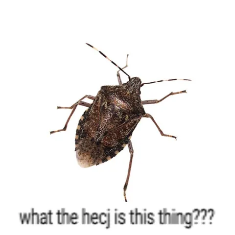 What the Hecj Is This Thing