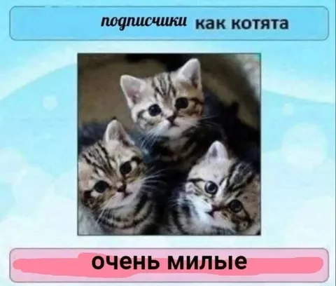 Подпишишки как котята