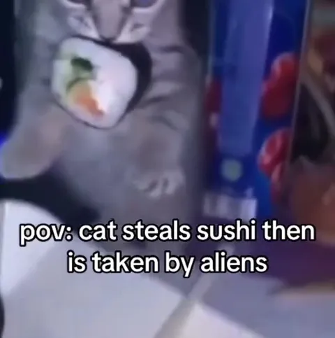 Cat Taken by Aliens After Sushi Theft