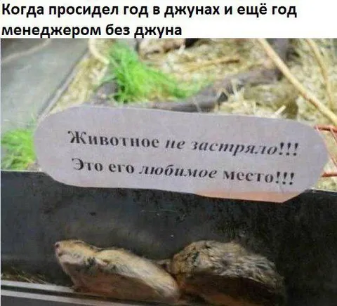 Год в джунглях и менеджером