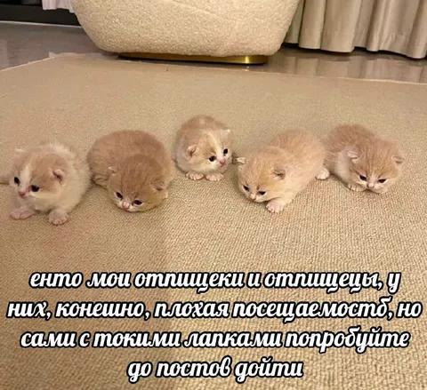 Котята пытаются дойти до постов