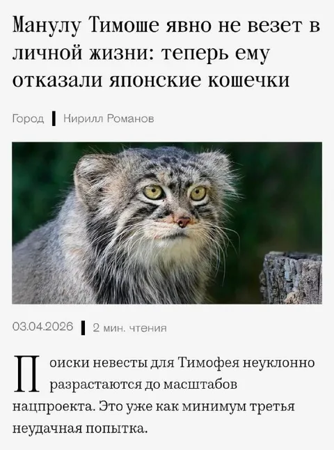 Манулу Тимоше отказали японские кошечки