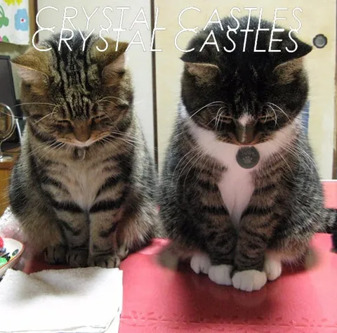 Crystal Castles Cat Duo