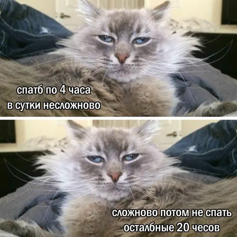 Кот спит четыре часа