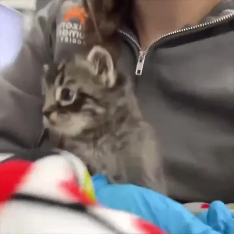 Котёнок прячется в пледе
