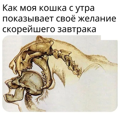 Кошка хочет скорейший завтрак