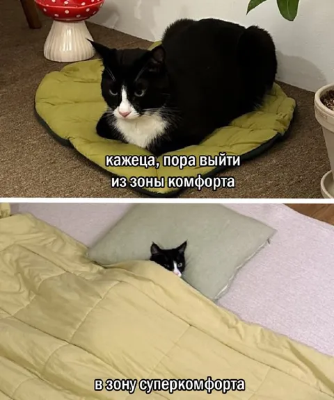 Кот выходит из зоны комфорта