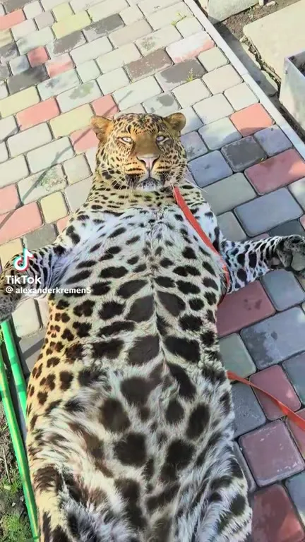 Леопард на прогулке