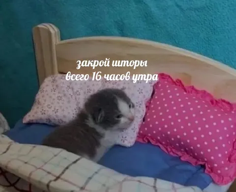 Кролик просит закрыть шторы