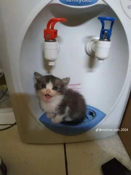 Anak Kucing di Dispenser Air