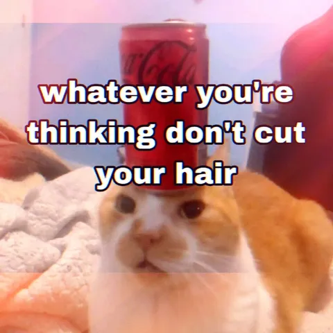 Cat With a Can on Its Head