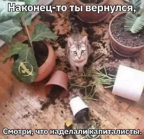 Кот после возвращения хозяина