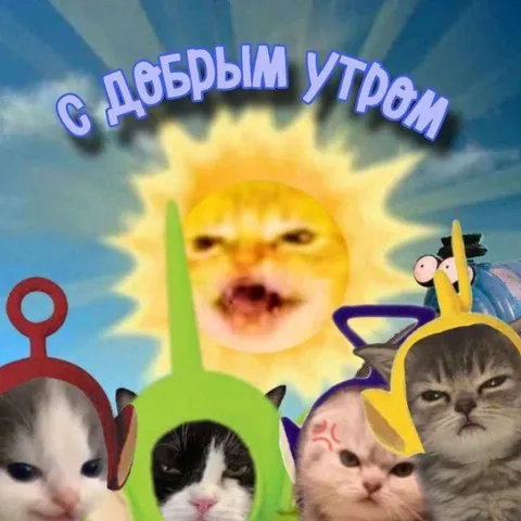 Коты желают доброго утра