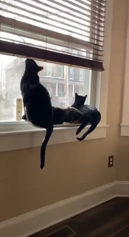 Коты и внезапно открывшееся окно